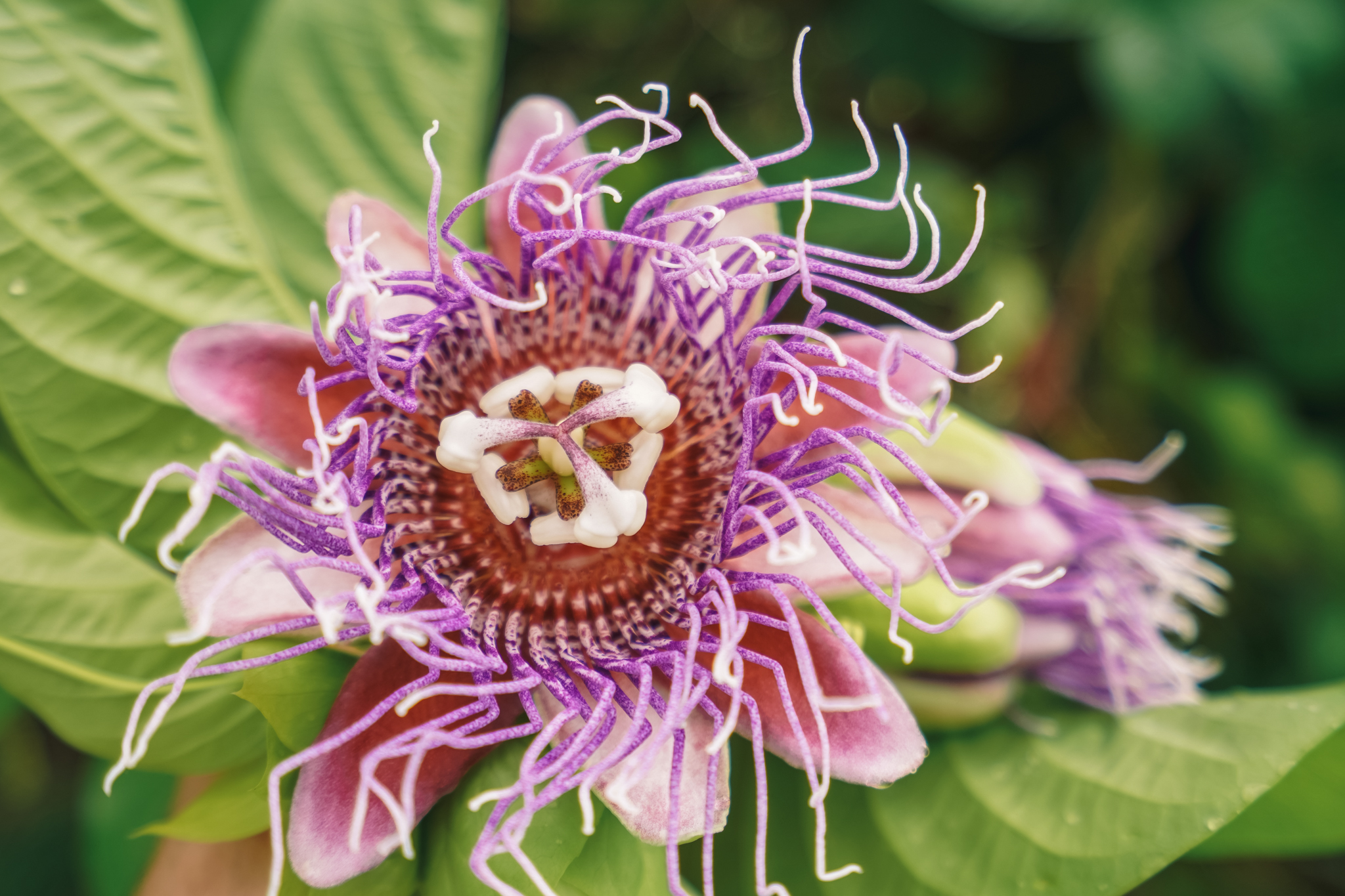 visiter-lile-dominique-voyage