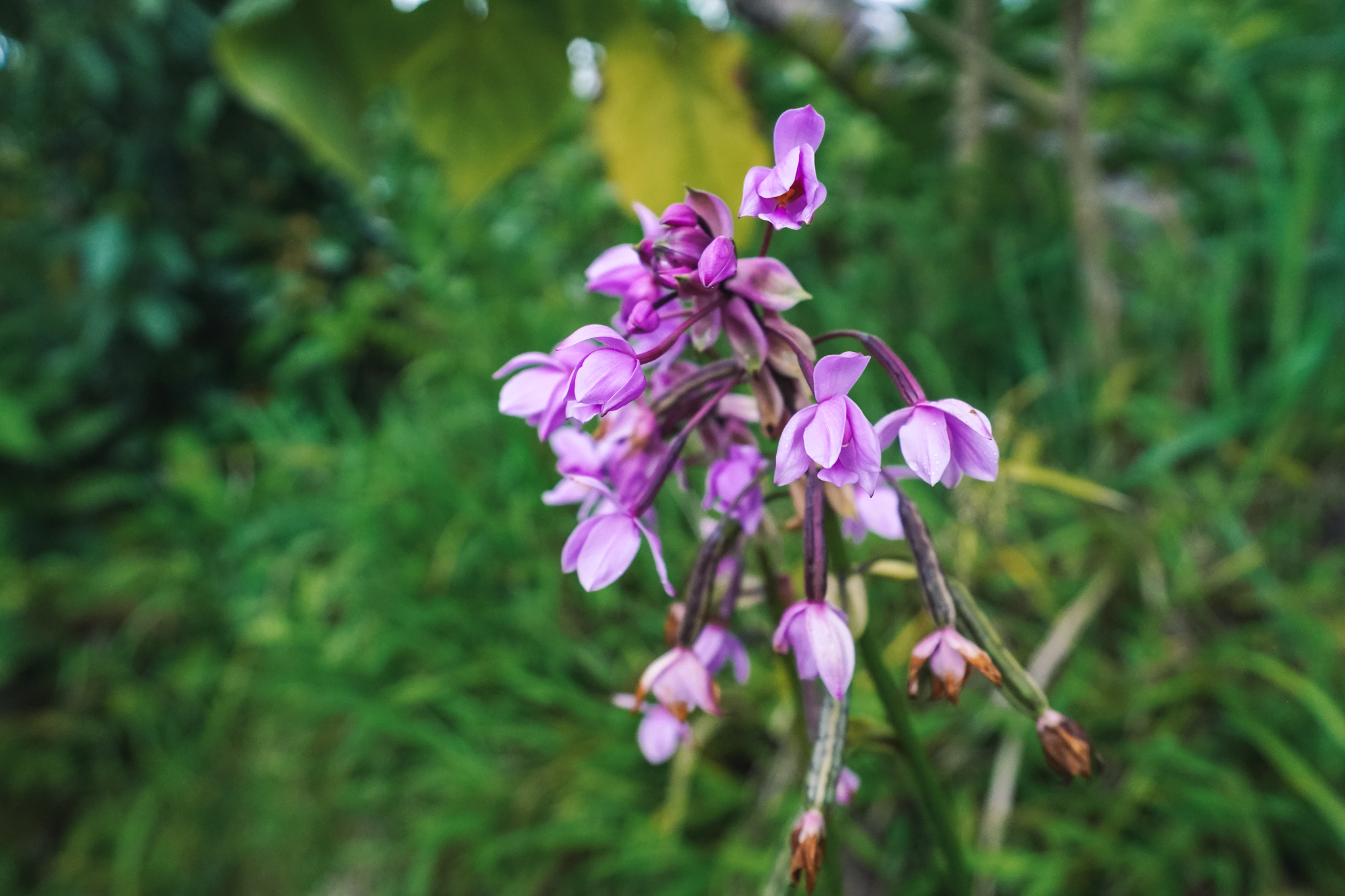 voyage-ile-de-la-dominique