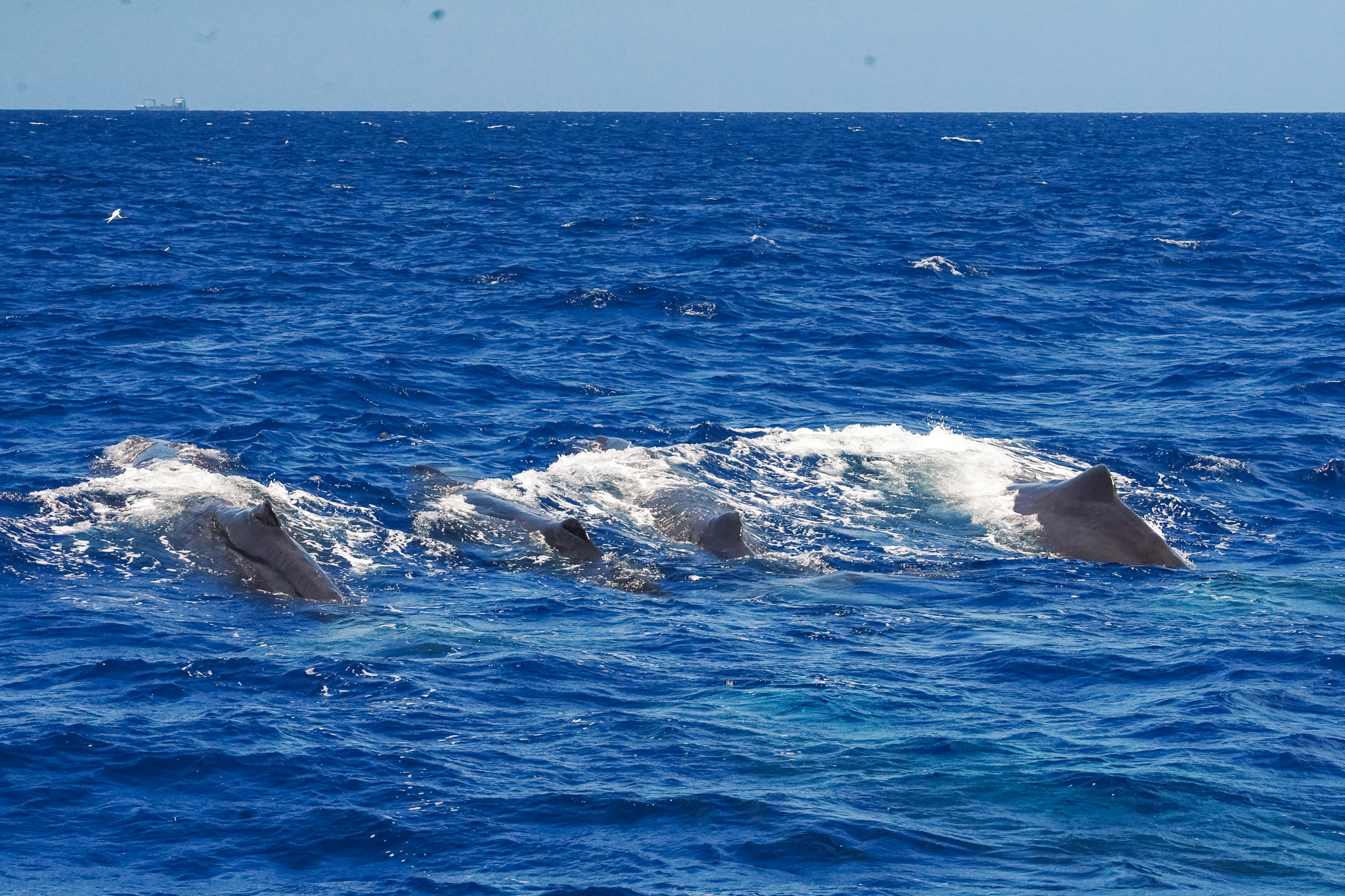 whale-watching-observer-baleines-dominique