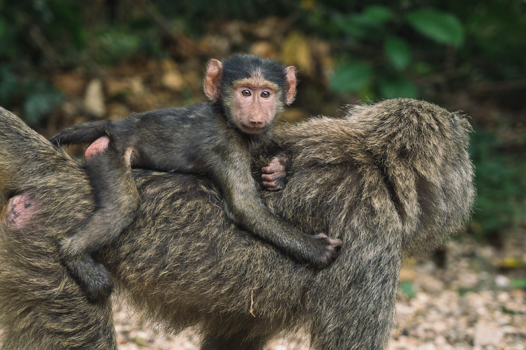 babouins-parc-gombe-tanzanie