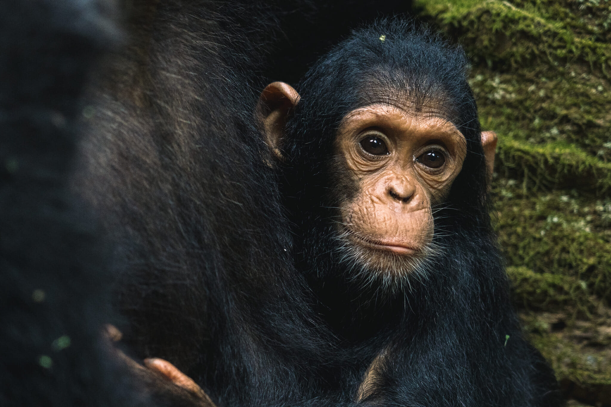 chimpanzé-parc-gombe-tanzanie-visite