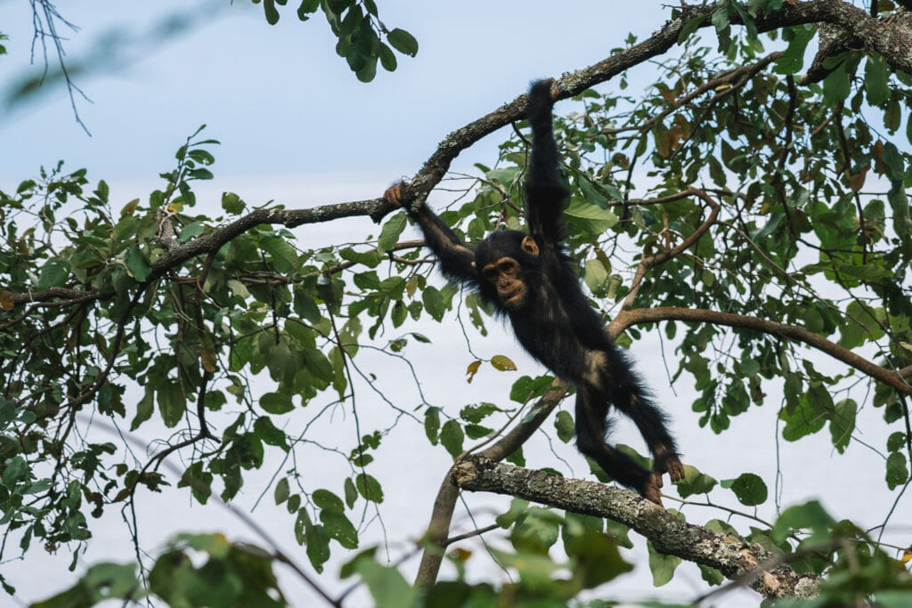 chimpanzé-parc-gombe-visite