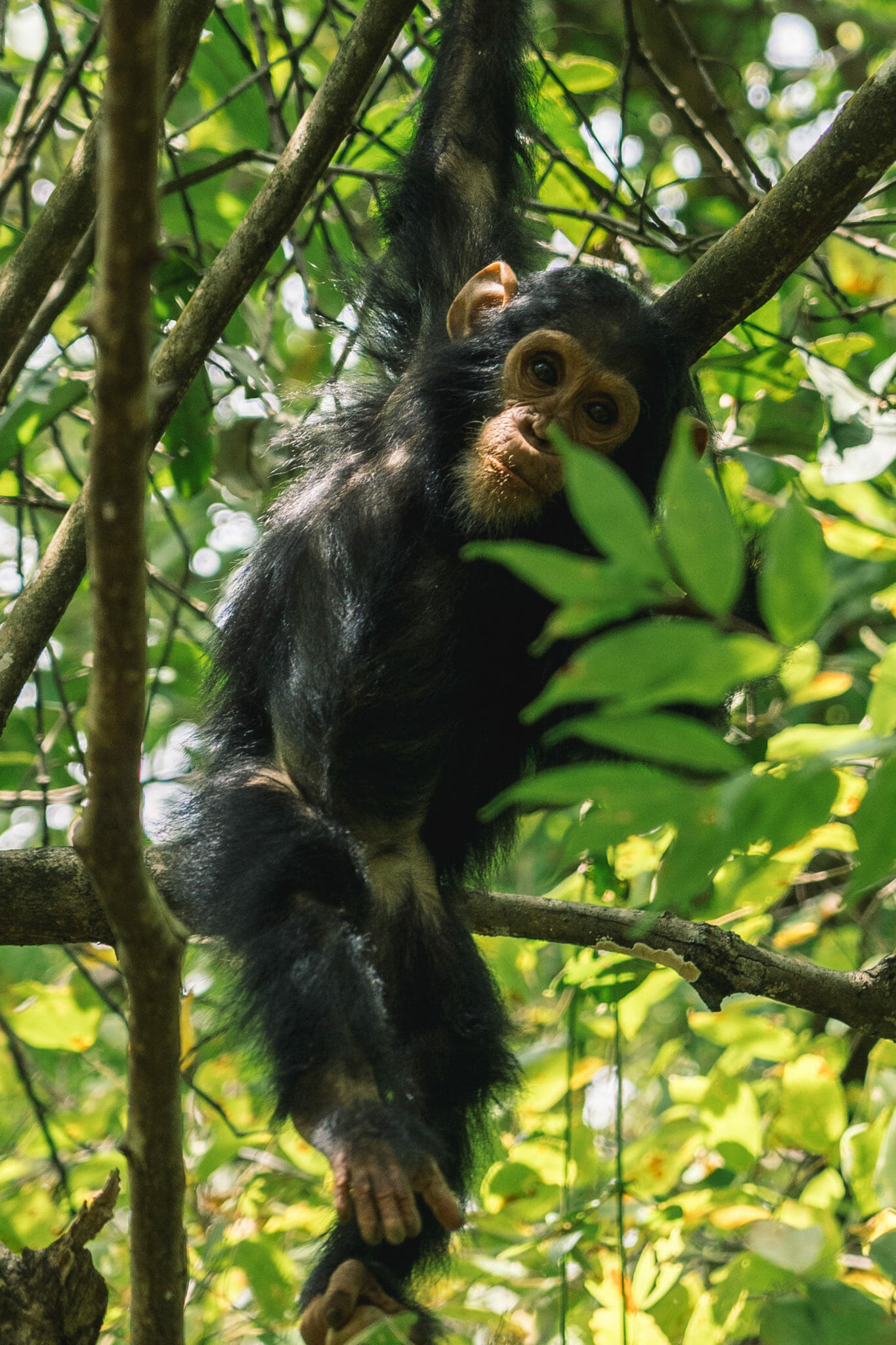 chimpanzé-tanzanie-voyage