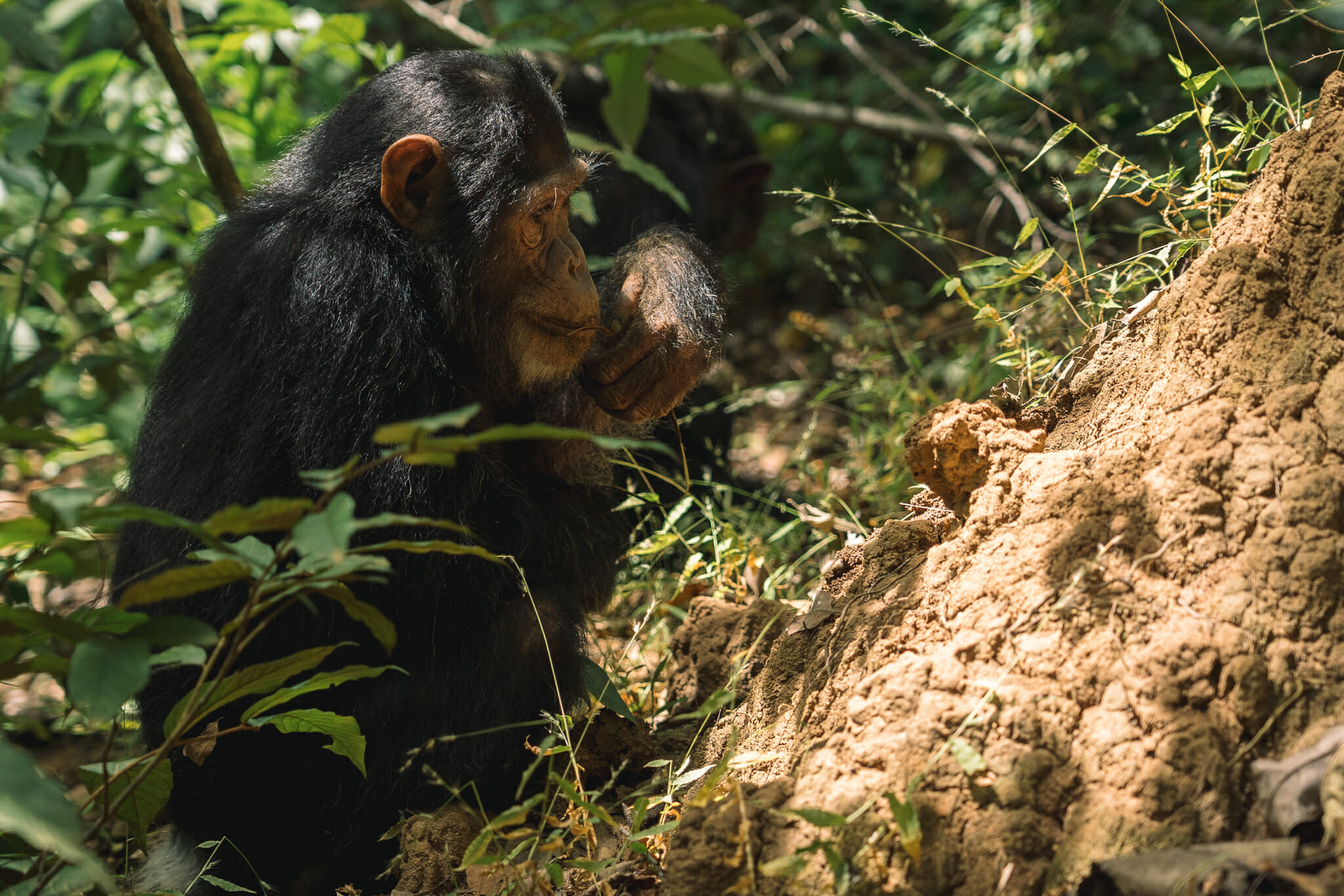 parc-gombe-chimpanzé-tanzanie