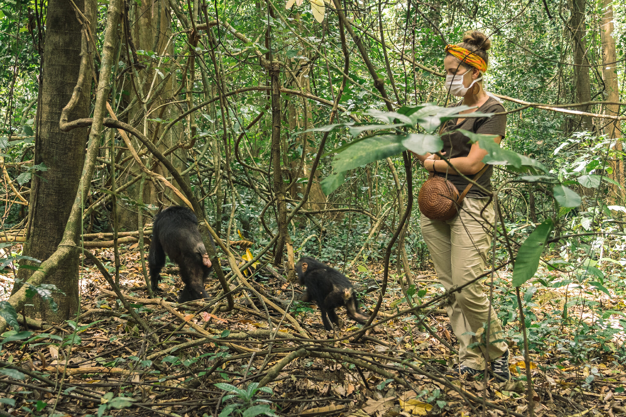 parc-gombe-tanzanie-chimpanzé