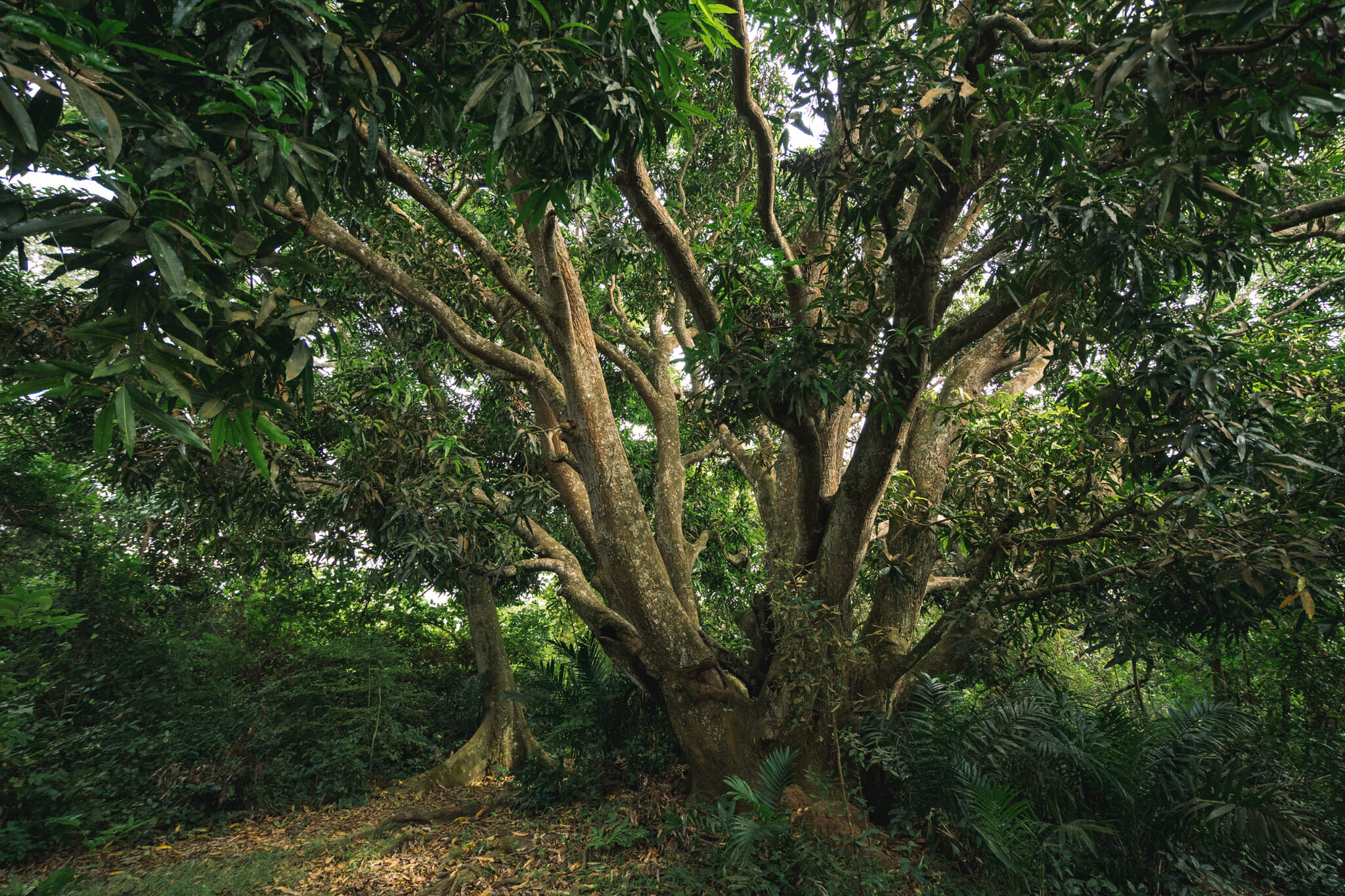 parc-gombe-tanzanie-chimpanzé