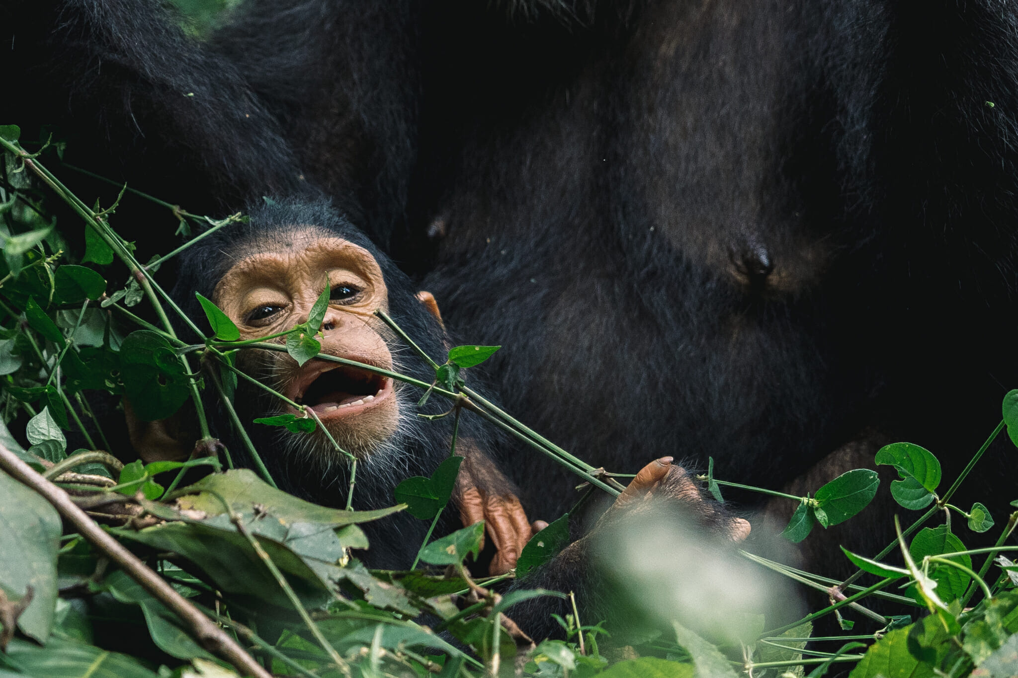 parc-gombe-tanzanie-jane-goodall-chimpanzé