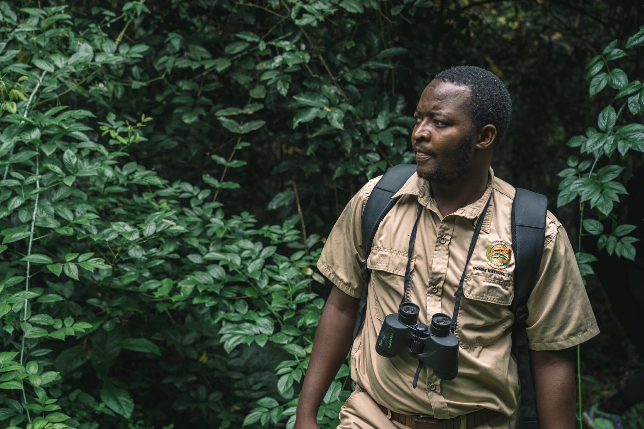 parc-gombe-tanzanie-visite