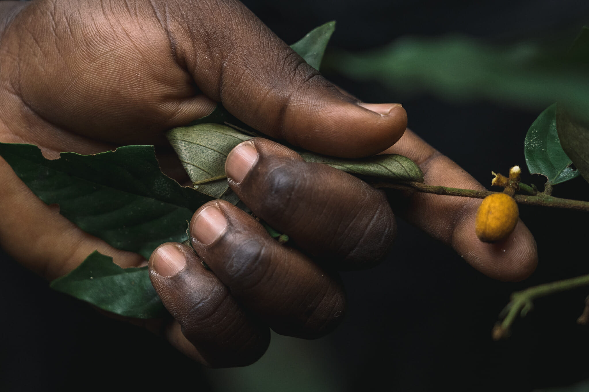 parc-gombe-tanzanie-voyage