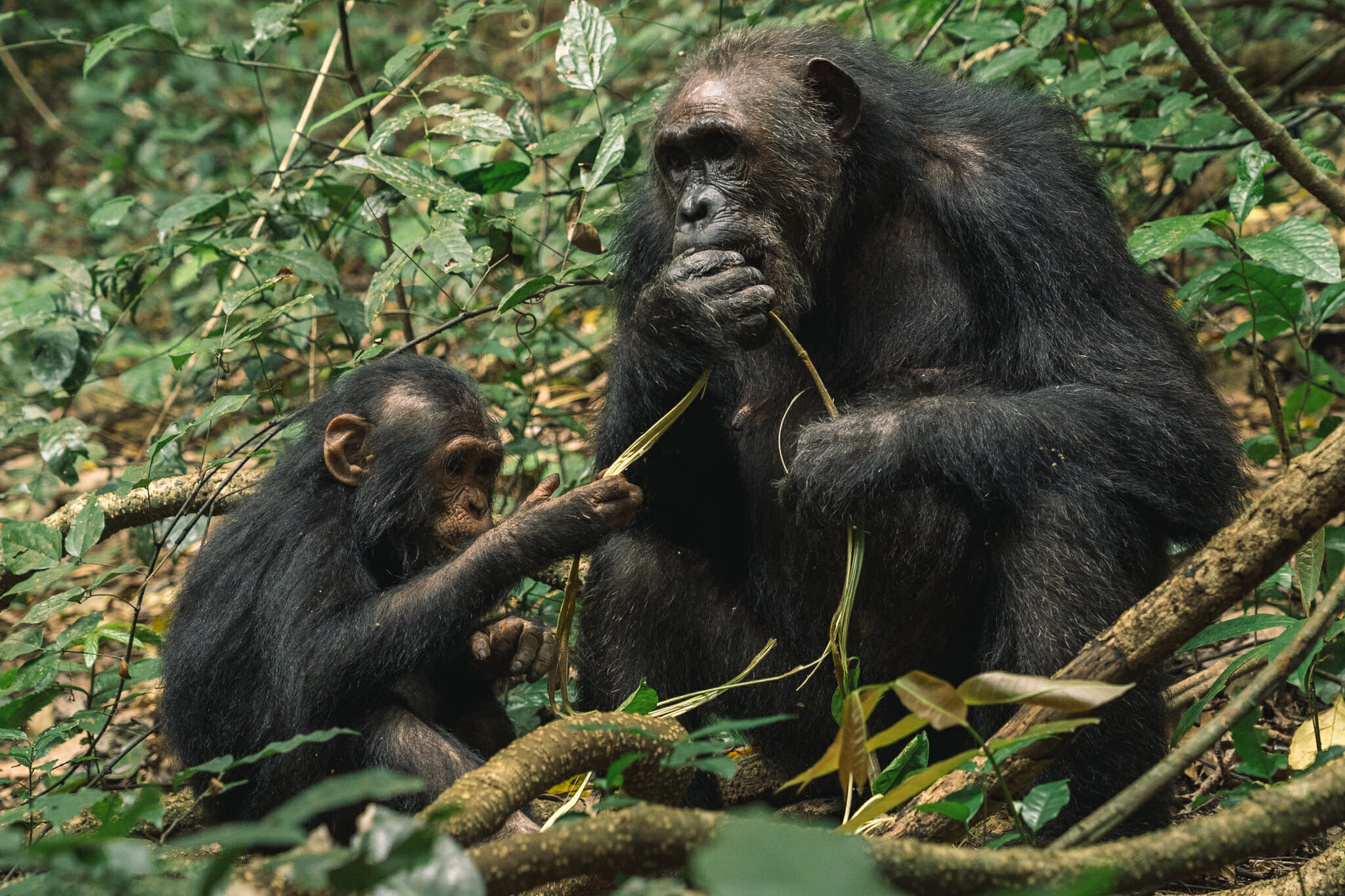 parc-gombe-visite-tanzanie-chimpanzé