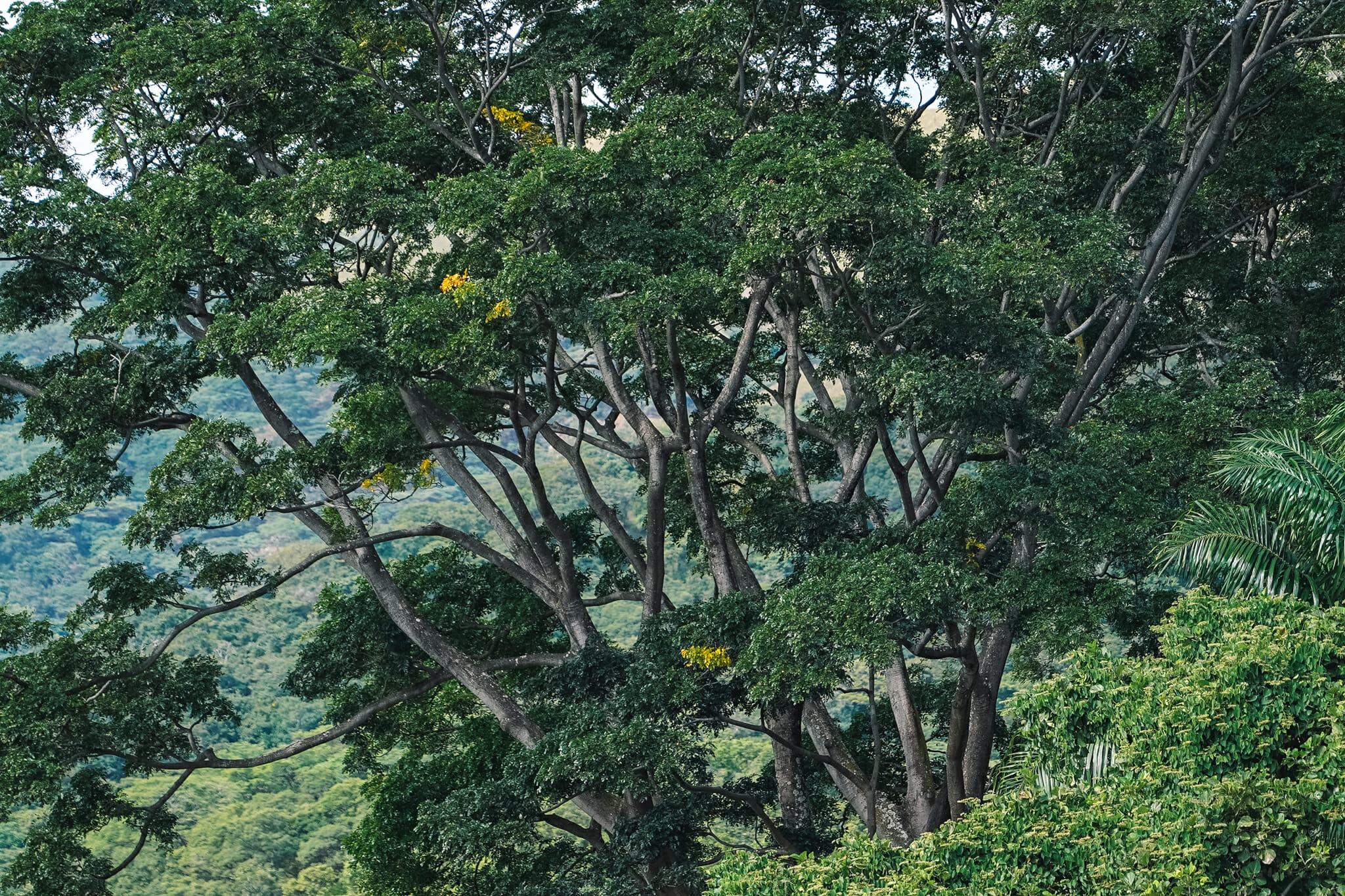 tanzanie-parc-gombe-streaming