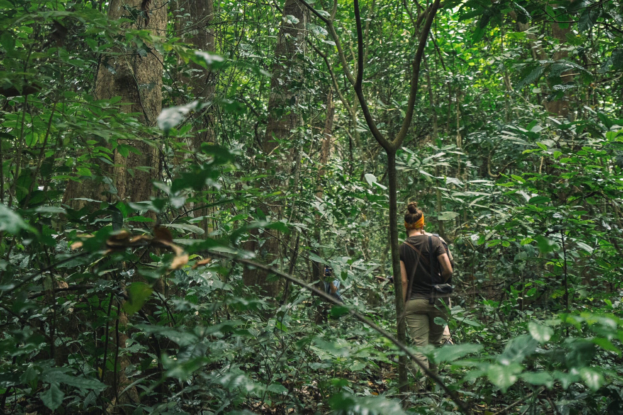 tanzanie-voyage-parc-gombe