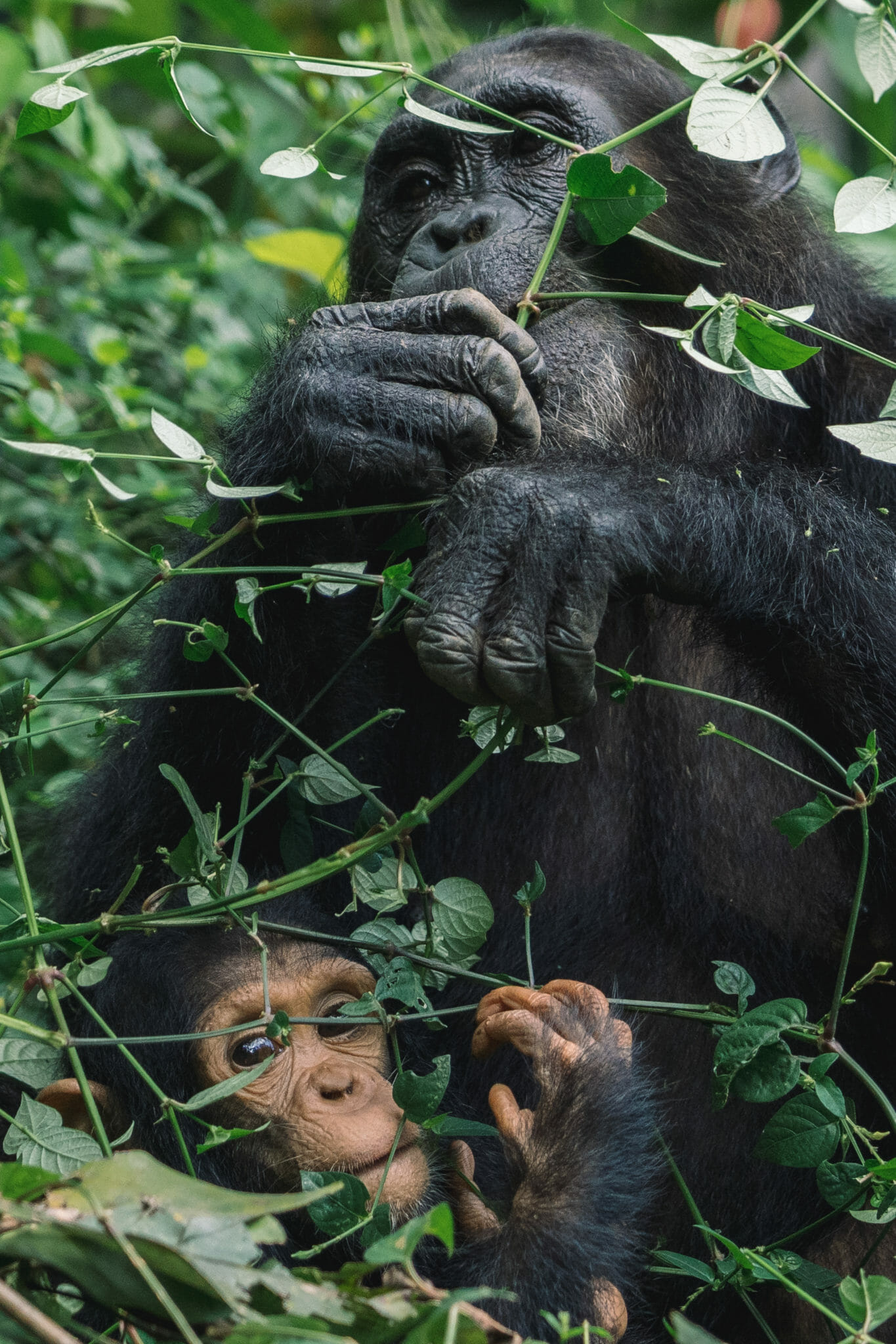 visite-parc-gombe-tanzanie-chimpanzé