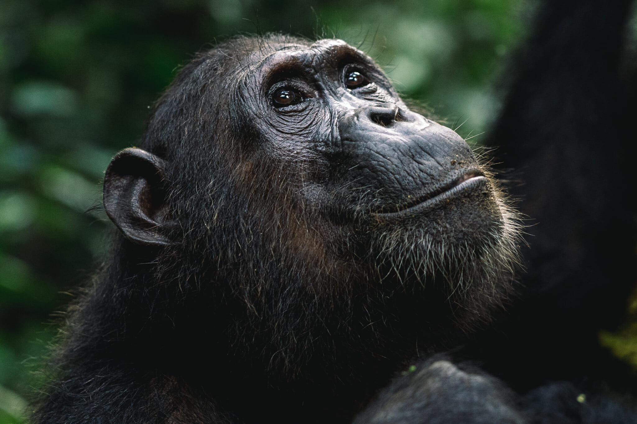 visiter-parc-gombe-tanzanie-chimpanzé