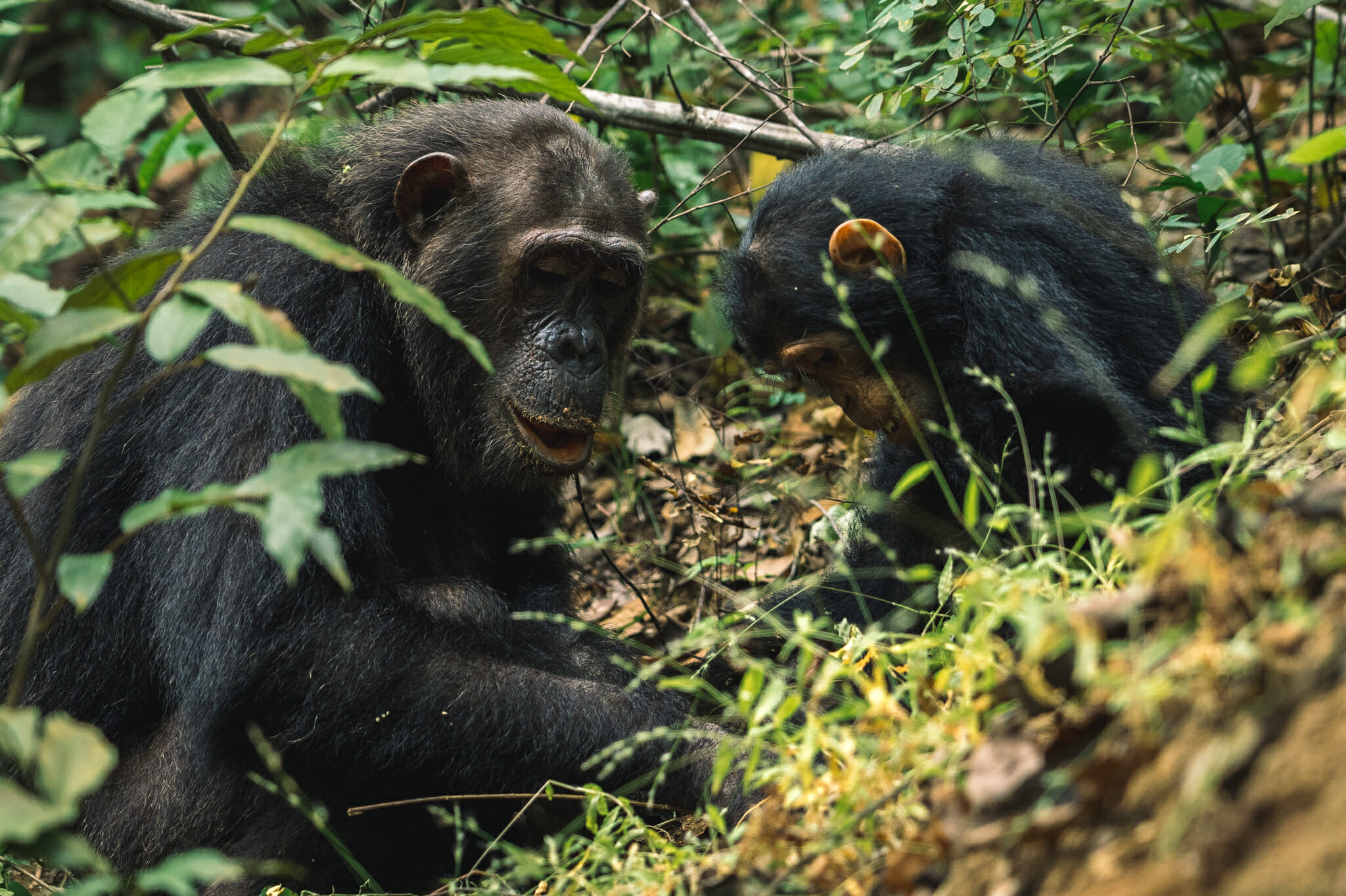 voyage-tanzanie-chimpanzé