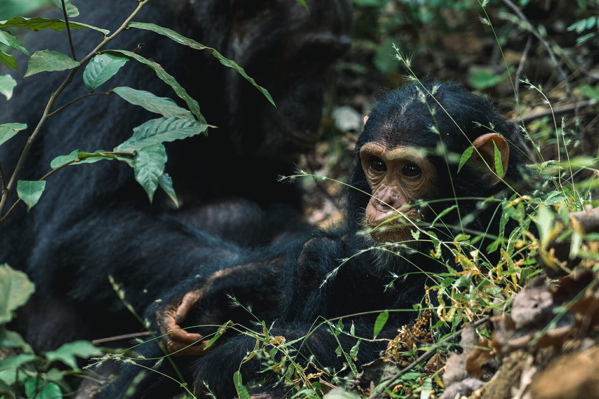 voyager-en-tanzanie-chimpanzé