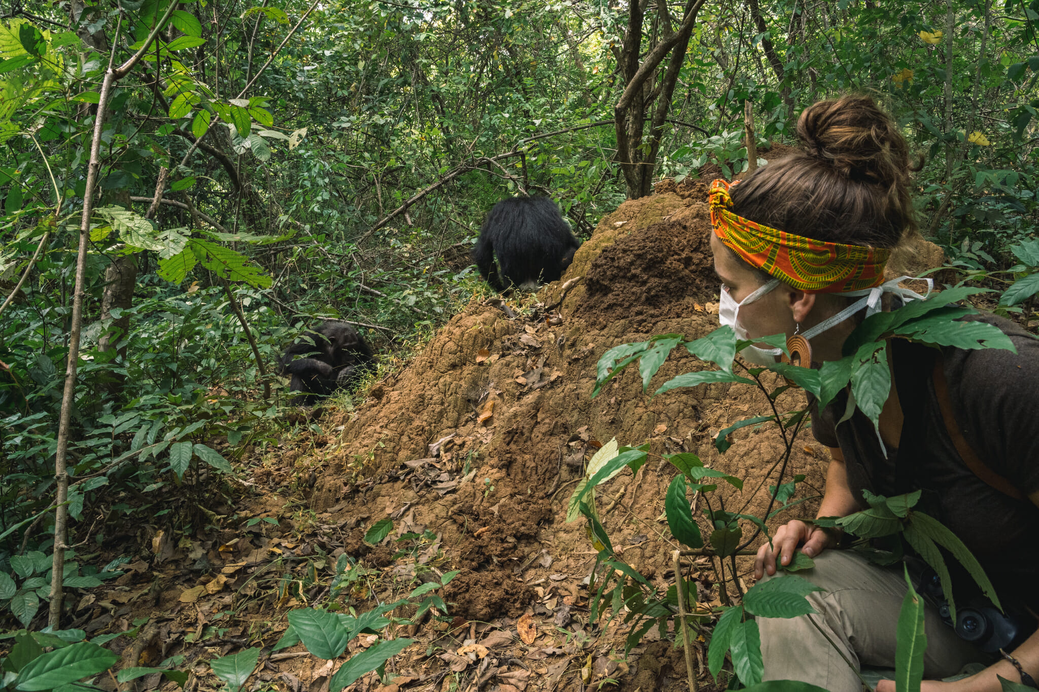 voyager-en-tanzanie-parc-gombe-chimpanzé