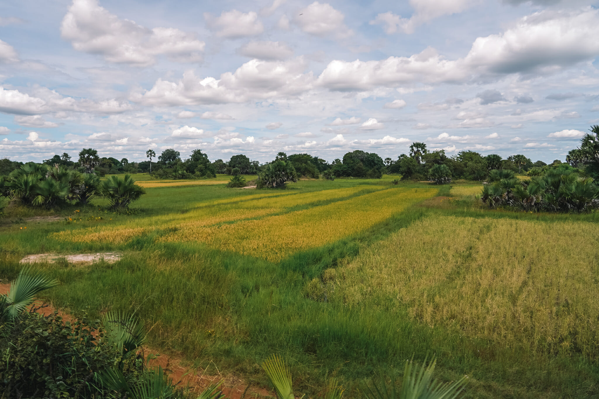 train-tanzanie-voyage-rizières