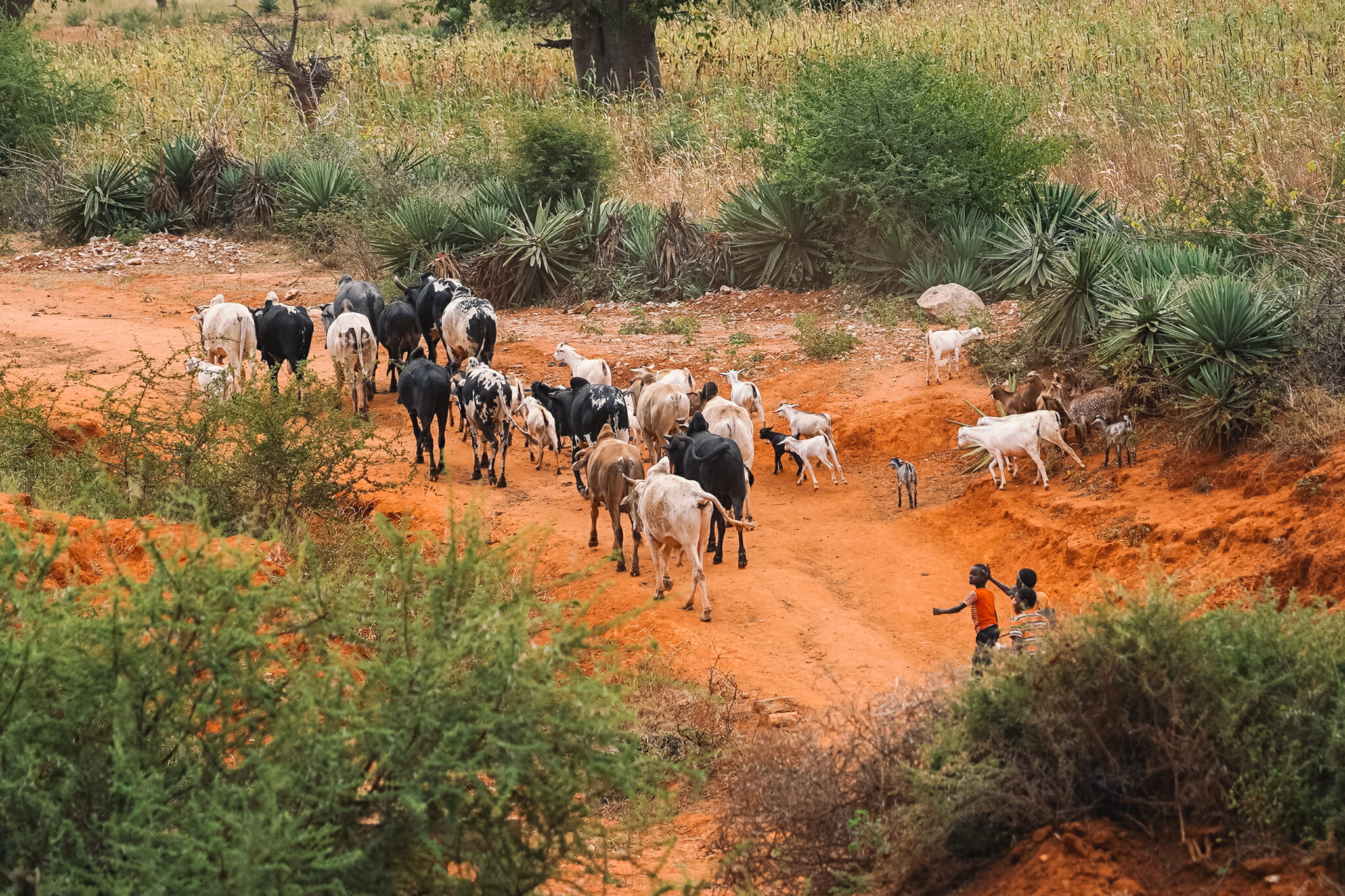 train-voyage-tanzanie-locaux-eleveurs