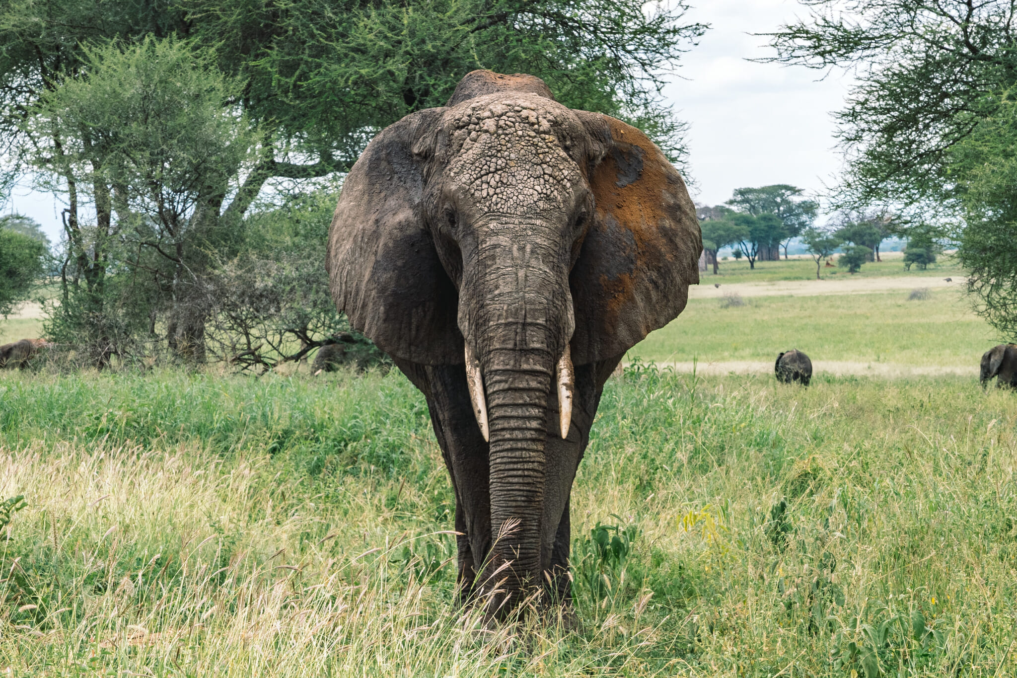 voyage-tanzanie-parc-safari-tarangire-elephant