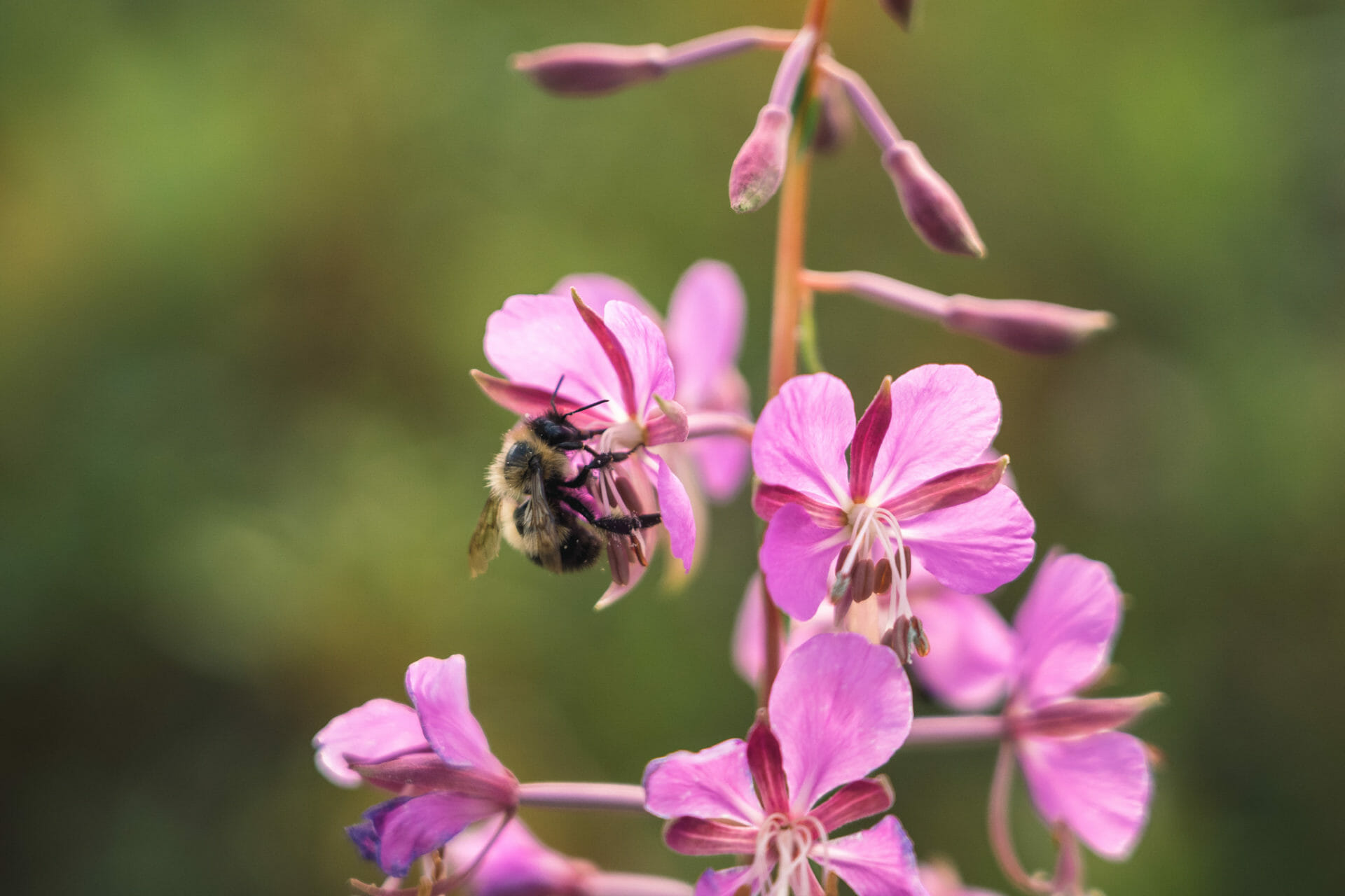 parc-kouchibougou-canada-visite
