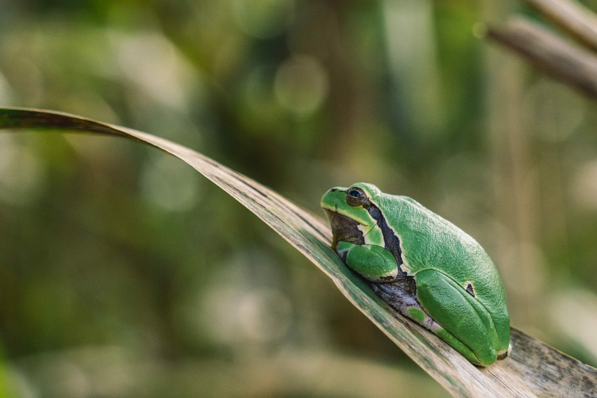 Parc-kopacki-visite-slavonia-croatie