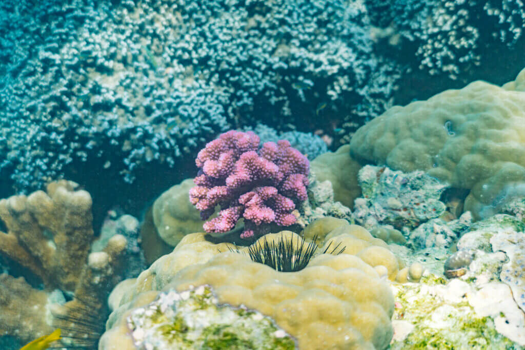 observation des coraux à zanzibar