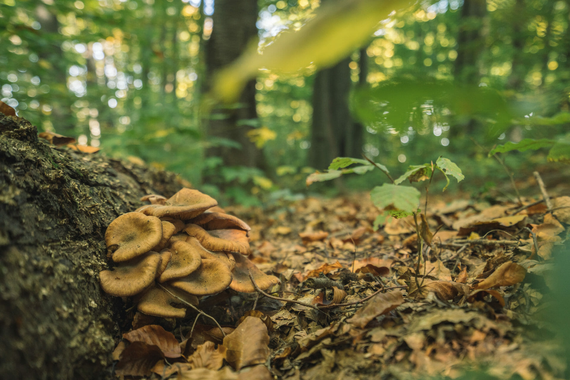 parc-croatia-slavonia