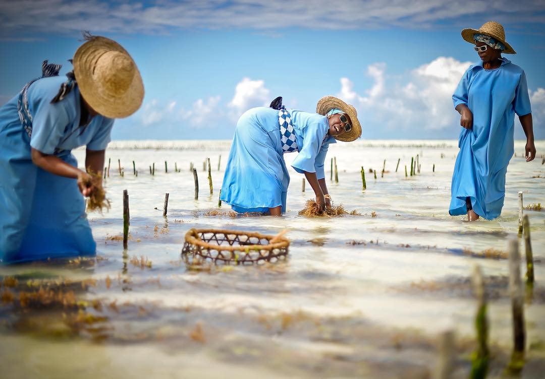 seaweed-center-paje-zanzibar