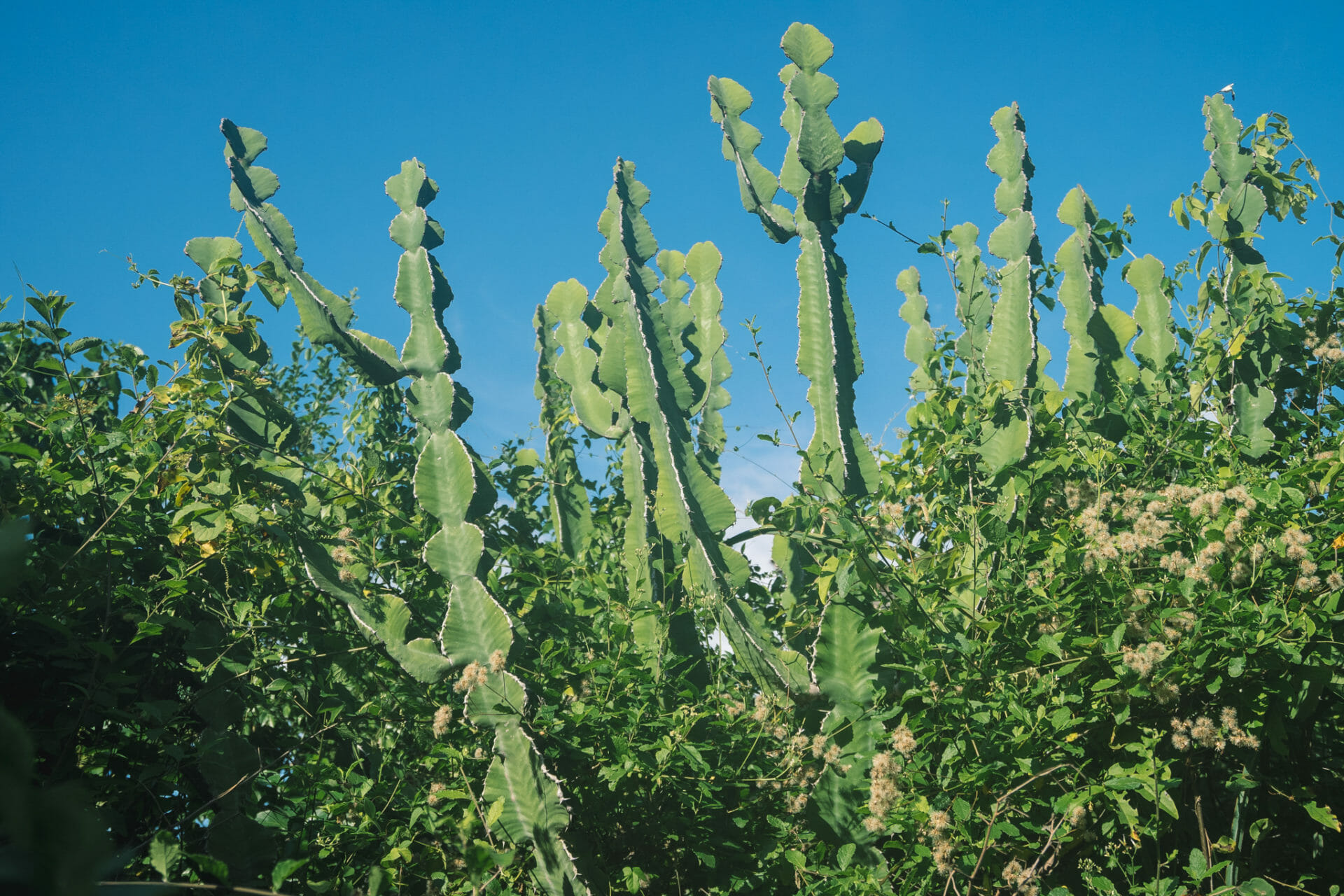 zanzibar-chumbe-island
