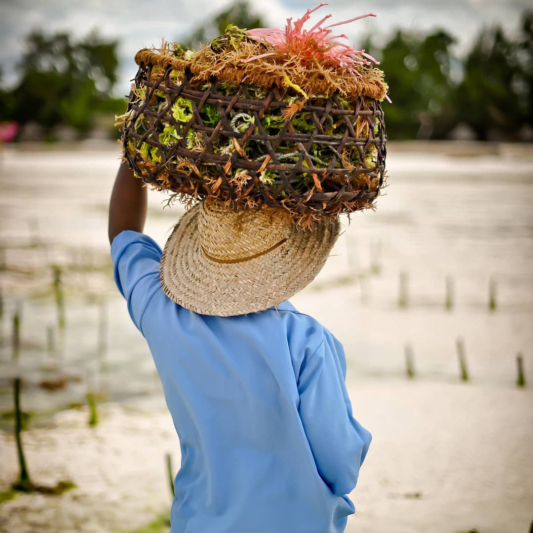 zanzibar-seaweed-center-paje