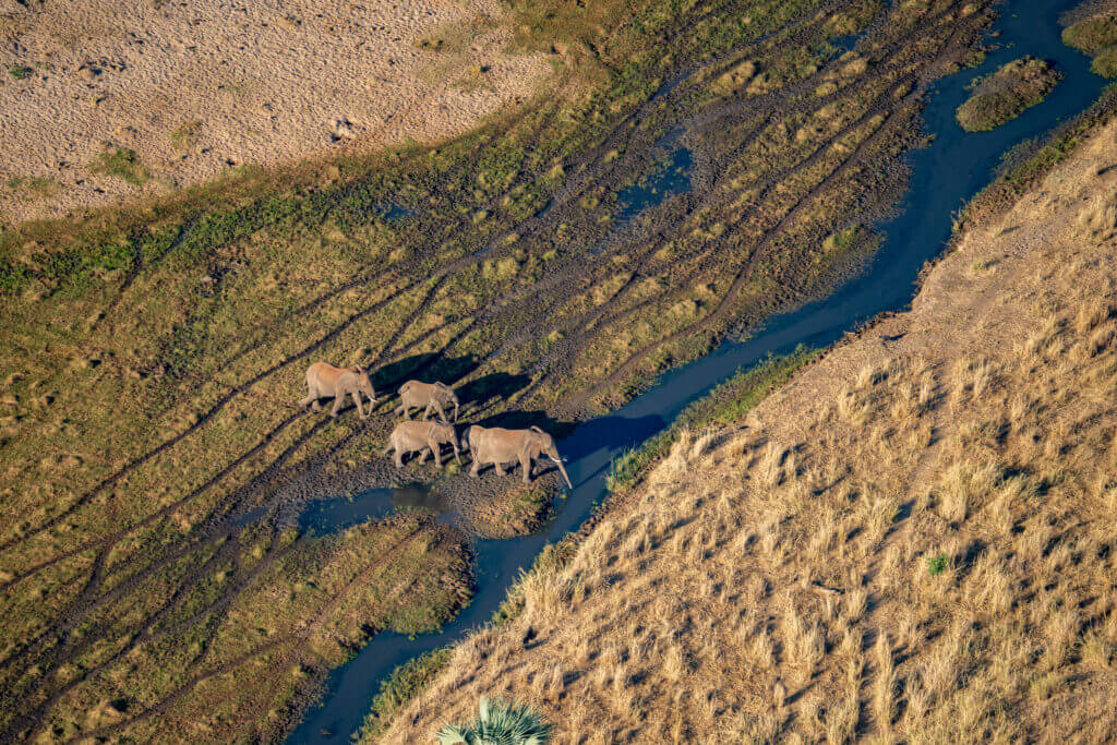 Elephants buvant de l'eau dans la rivière Tarangire vus depuis une montgolfière