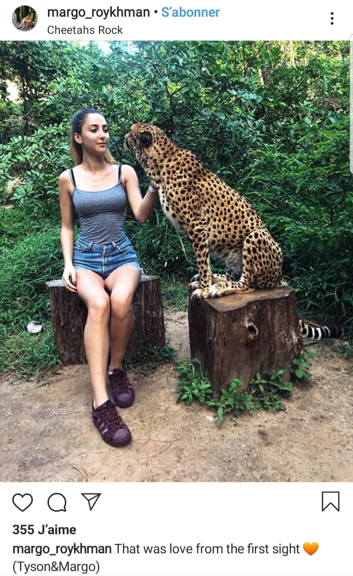 cheetah-rock-zanzibar-tanzanie