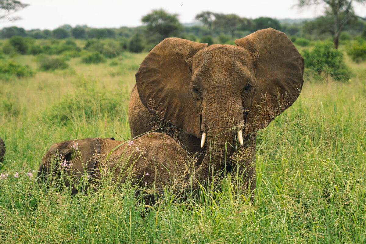 elephant dans le parc national du Tarangire en Tanzanie