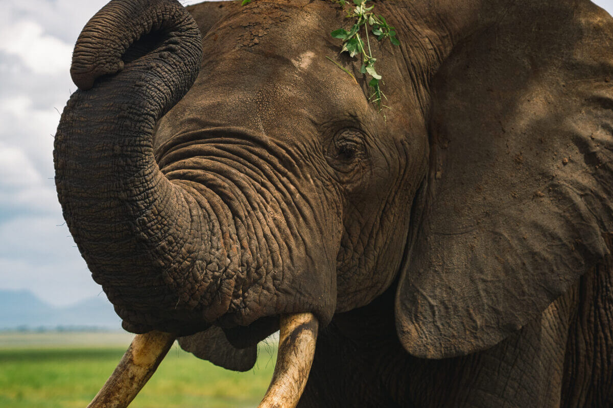 elephant dans le parc national du Tarangire en Tanzanie