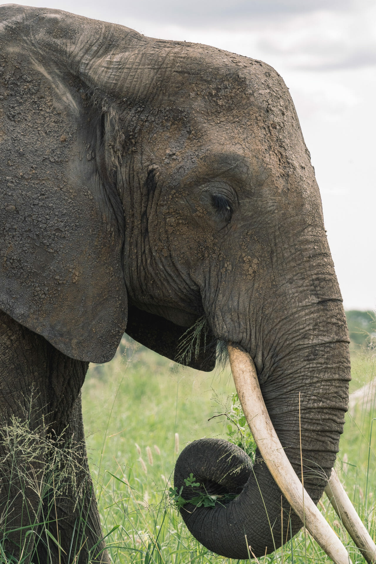 faire-safari-tanzanie-tarangire