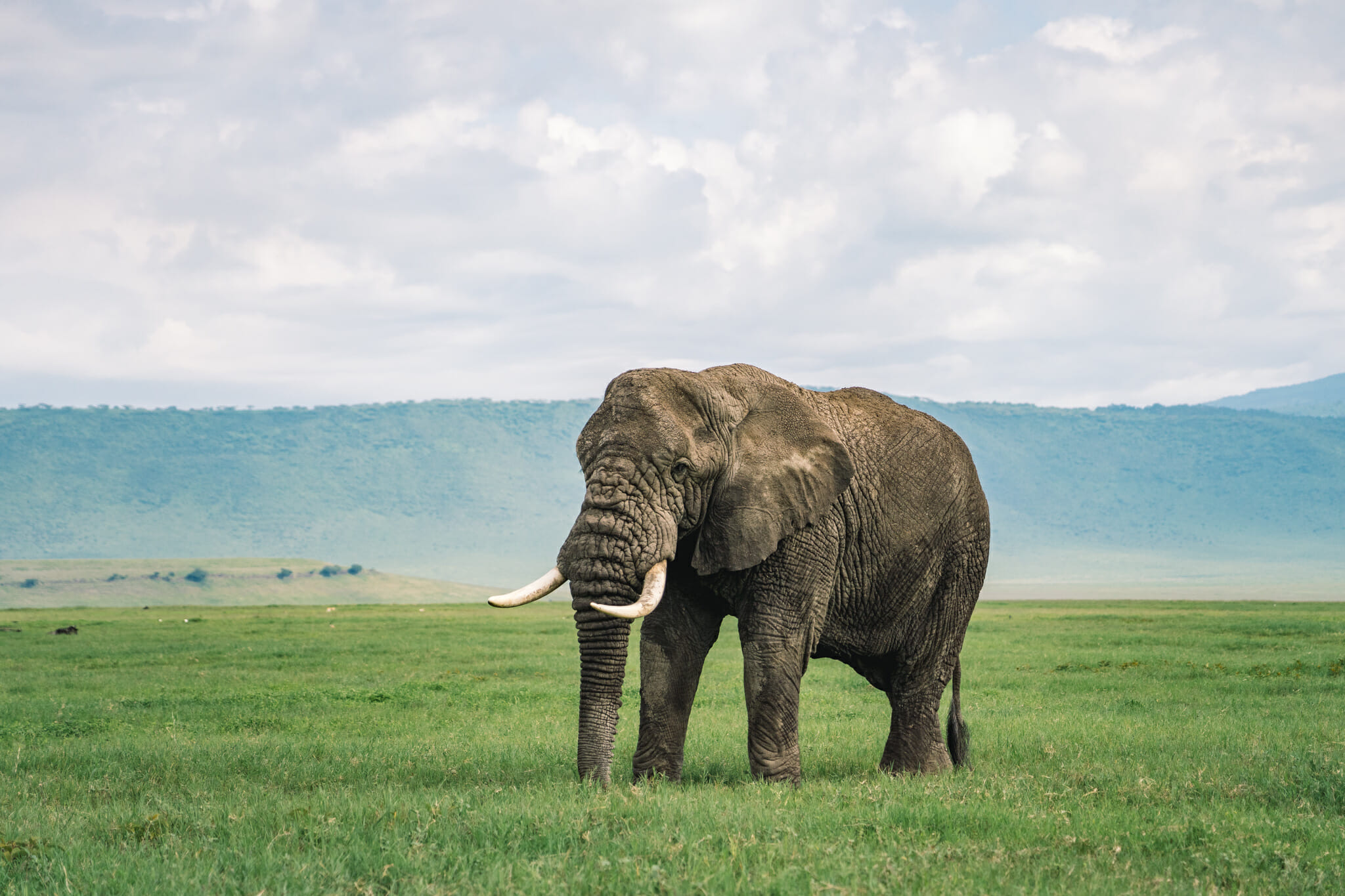 Observation d'un éléphant dans le parc du Ngorongoro en tanzanie