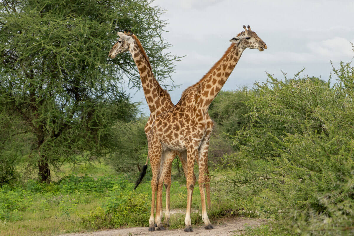 girafe dans le parc national du Tarangire en Tanzanie