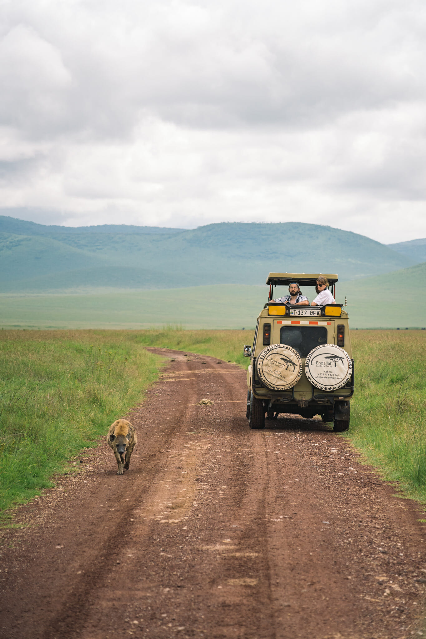 une hyene dans le parc du Ngorongoro en Tanzanie