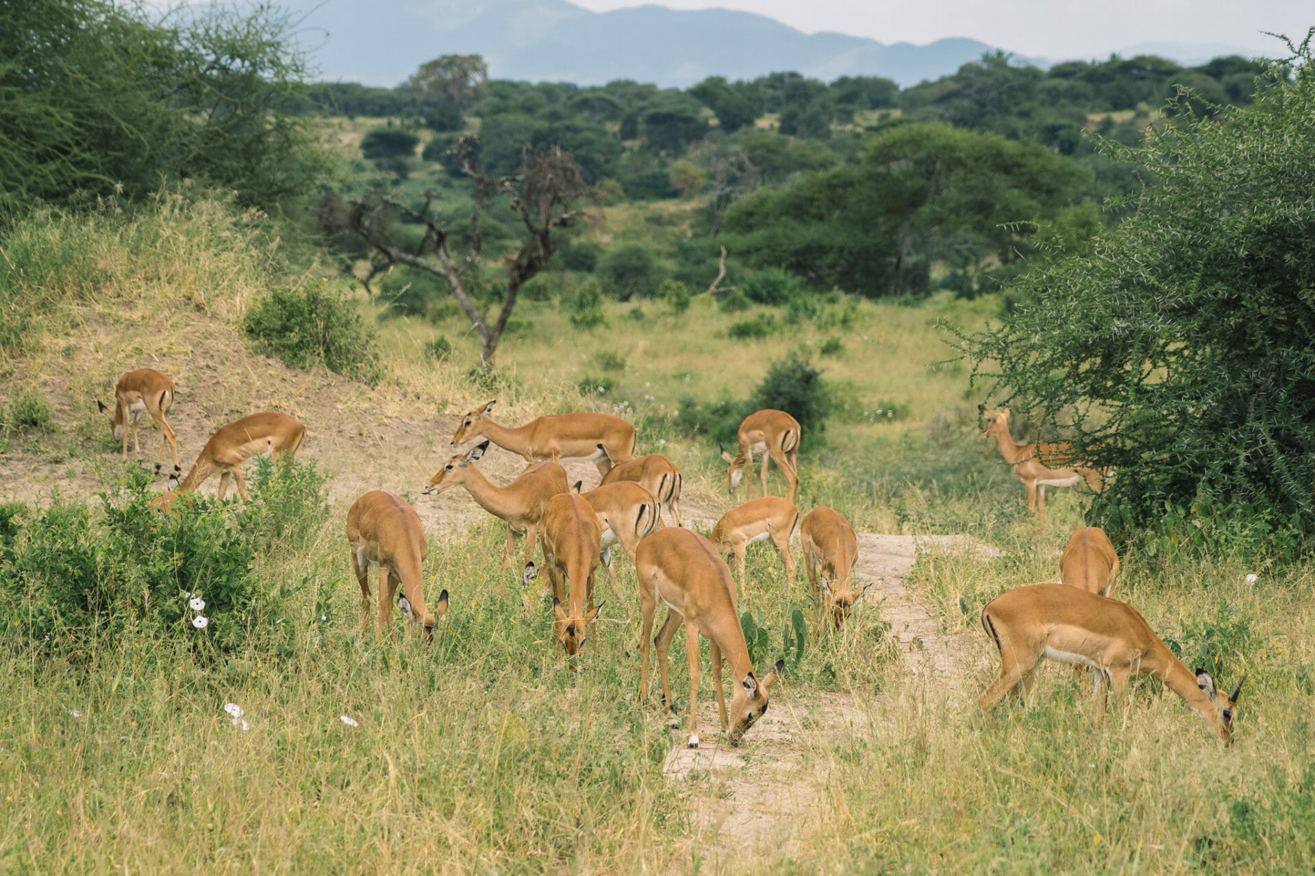 parc-national-tarangire-tanzanie