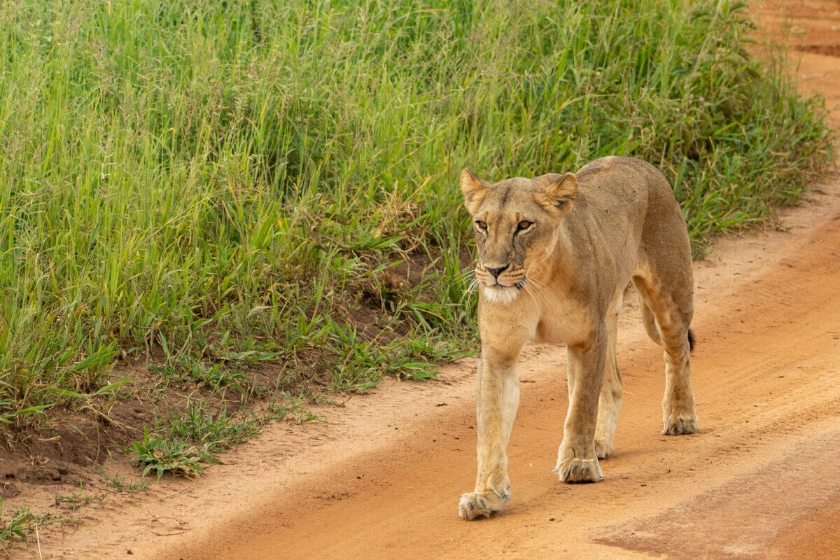 lionne dans le parc national du Tarangire en Tanzanie