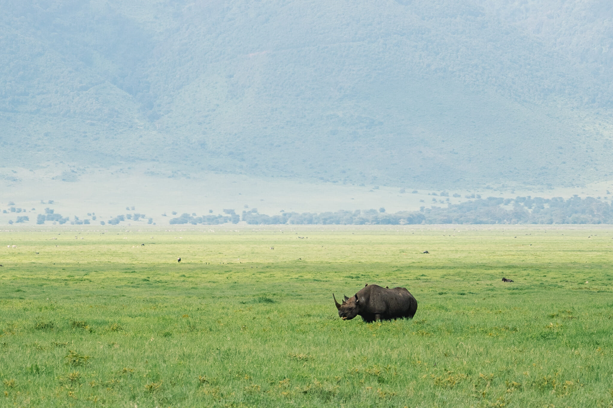 rhinocéros dans le cratère du ngorongoro