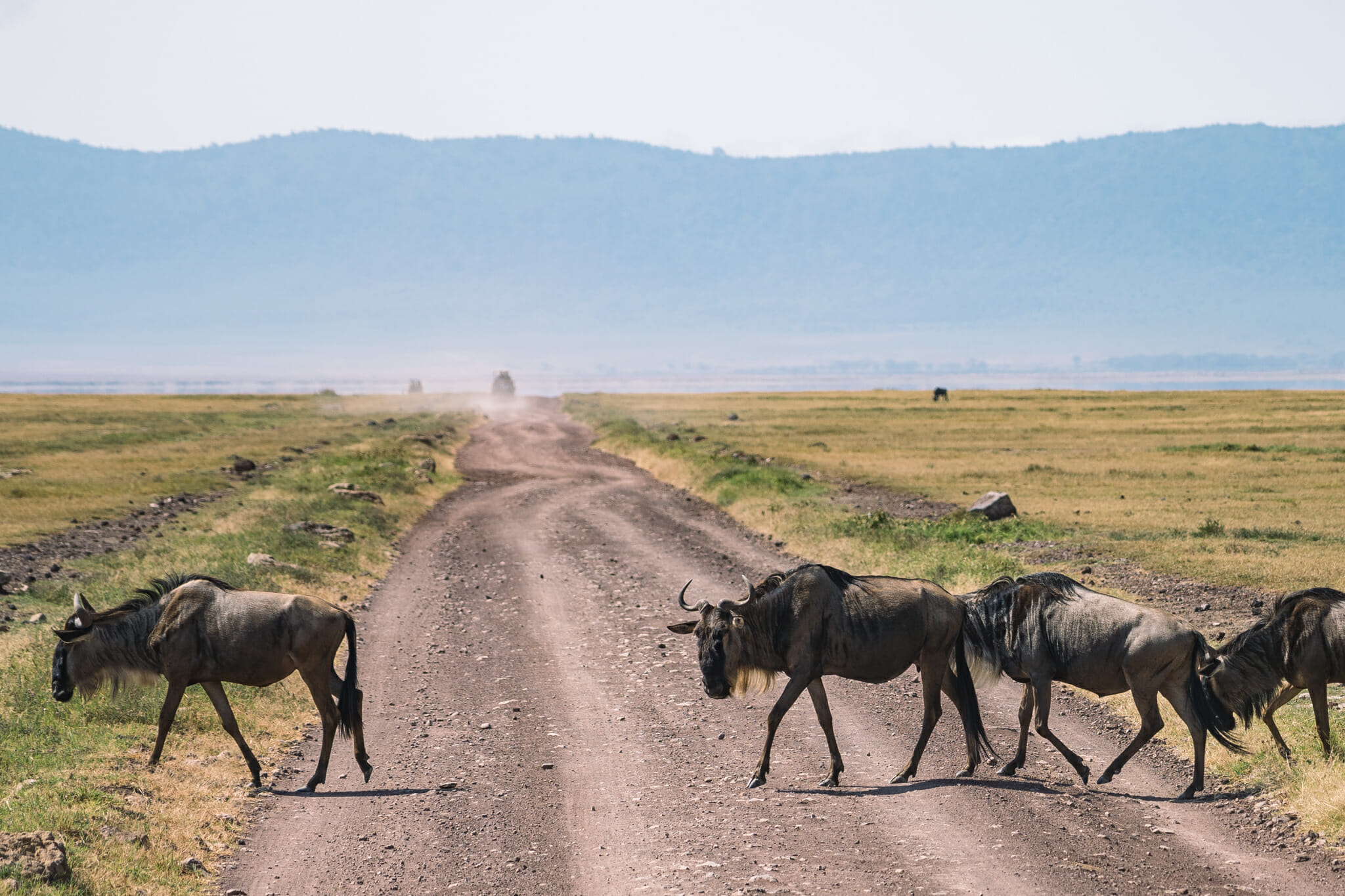 gnou sur la route dans le cratère du ngorongoro