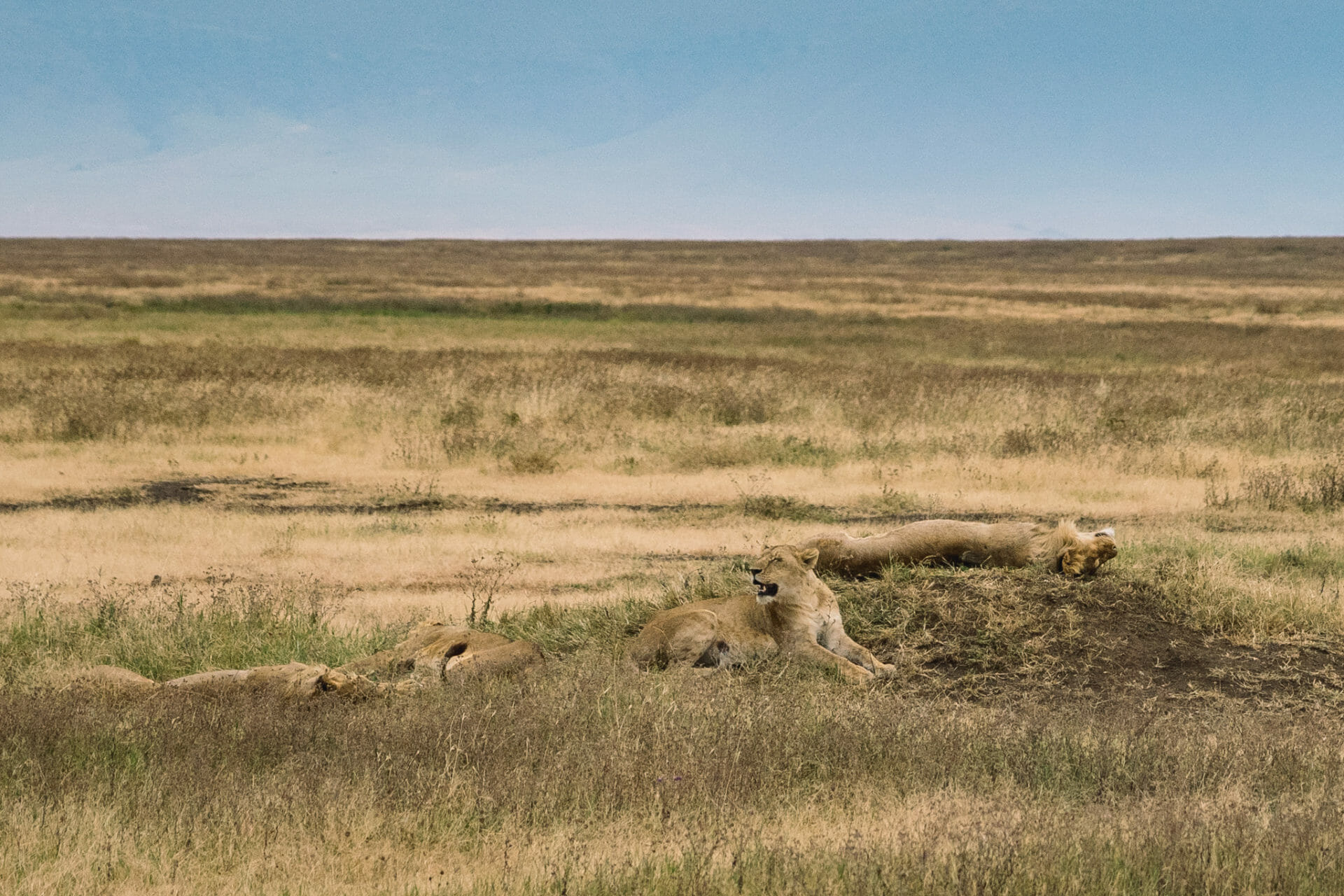 safari-ngorongoro-tanzanie-cratere-lions