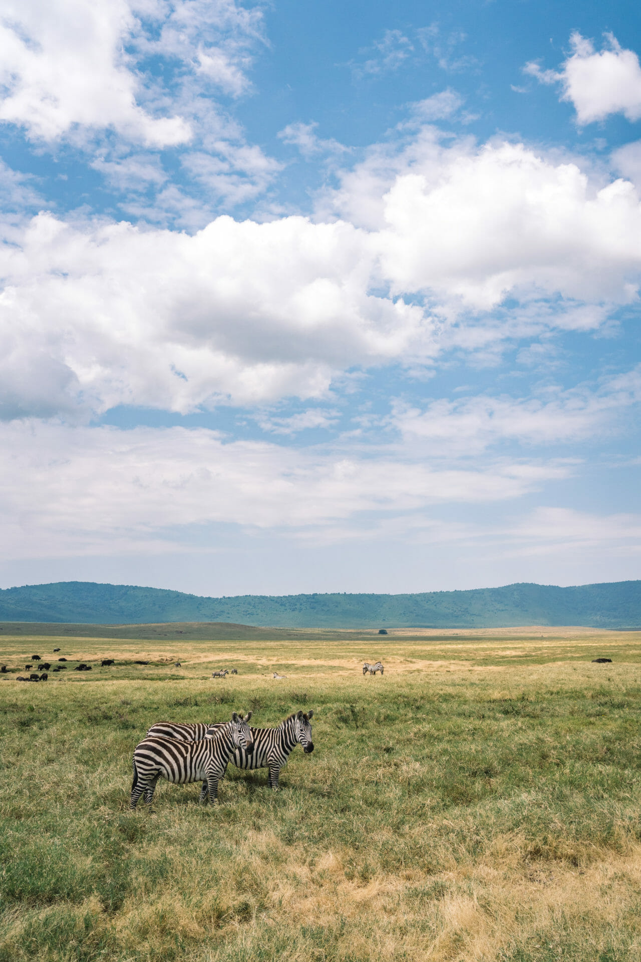 safari-ngorongoro-tanzanie