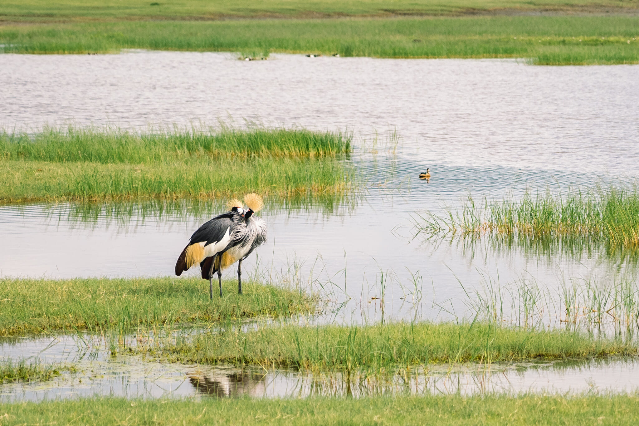 oiseau dans le cratère du ngorongoro