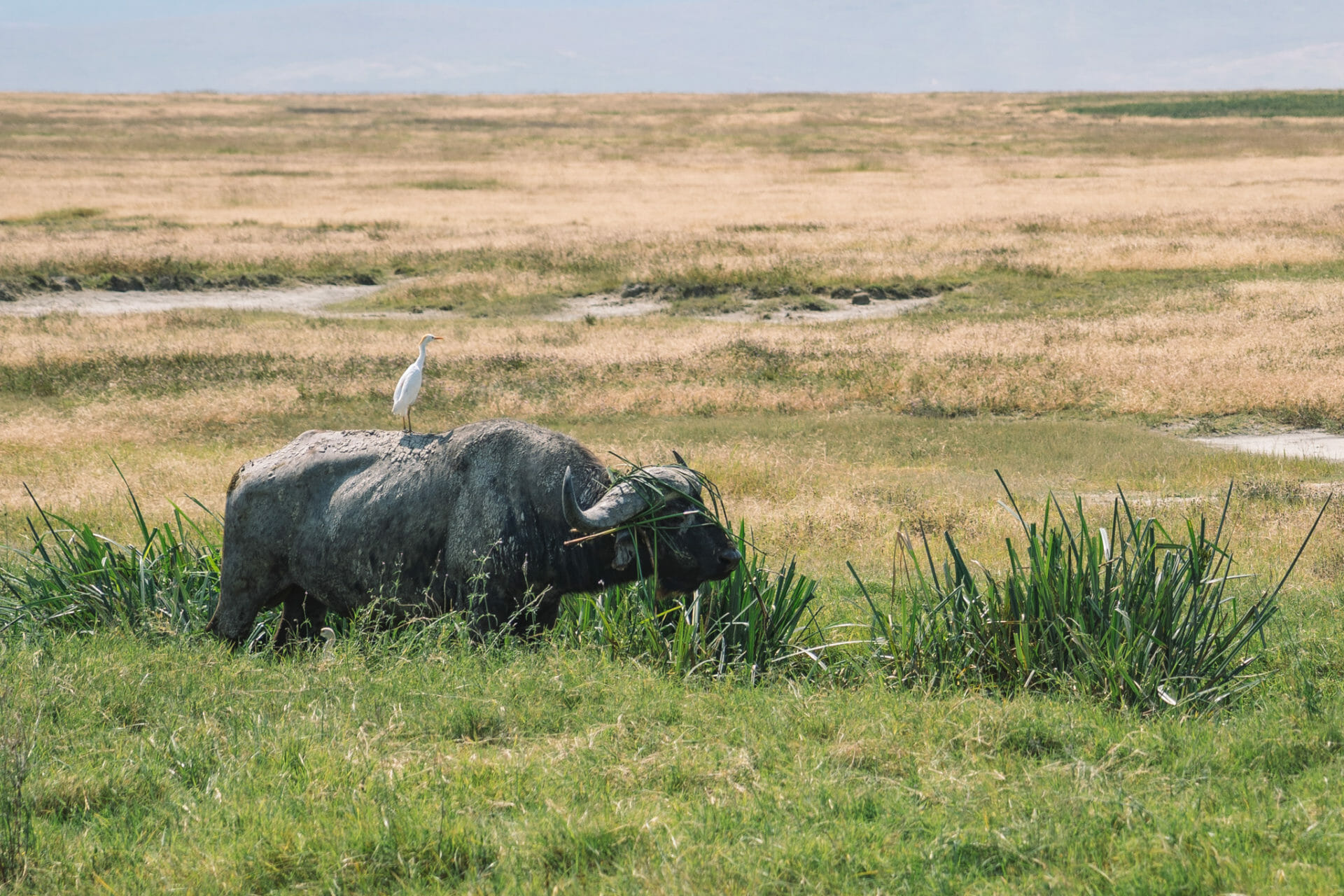 safari-tanzanie-ngorongoro-animaux