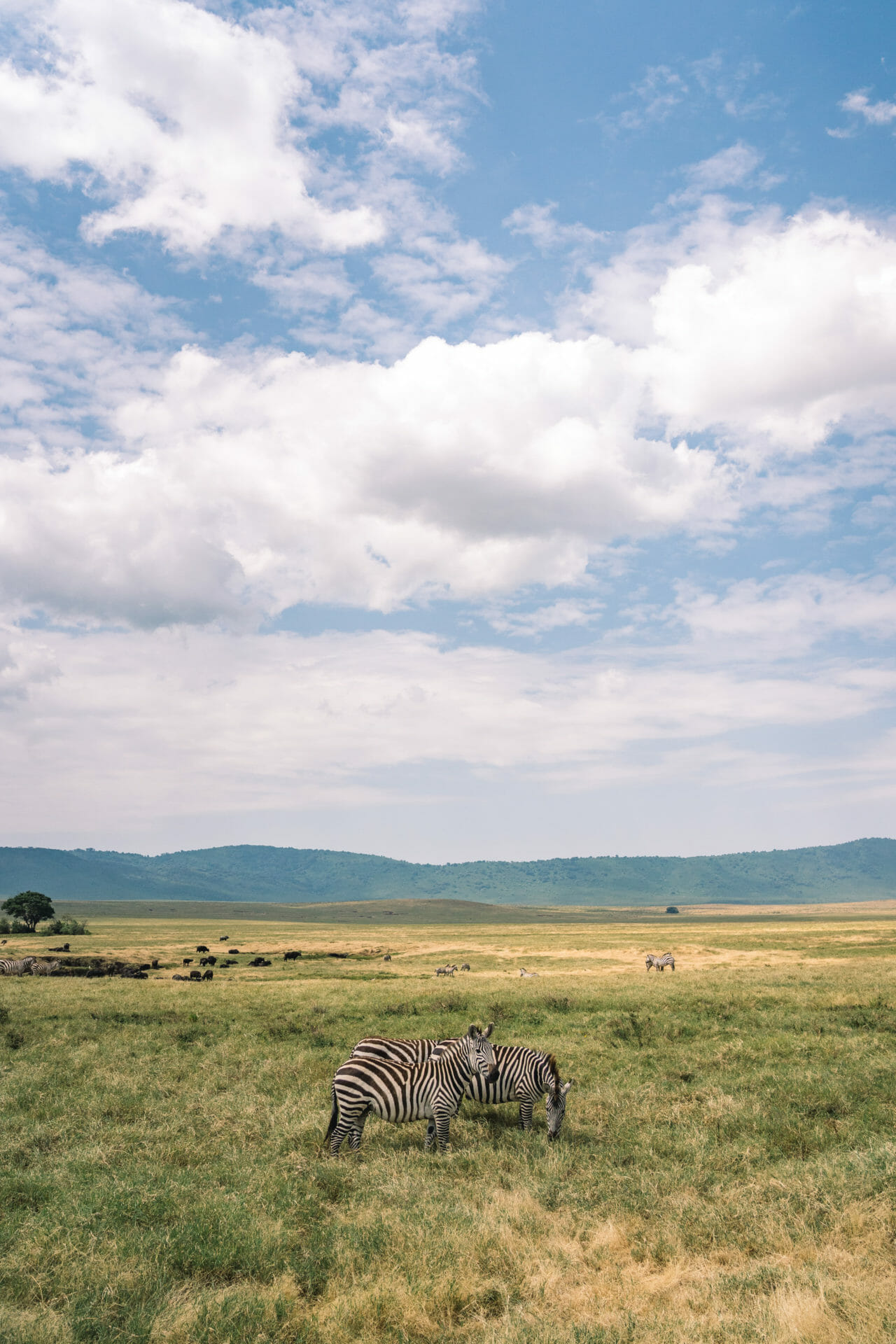 safari-tanzanie-ngorongoro