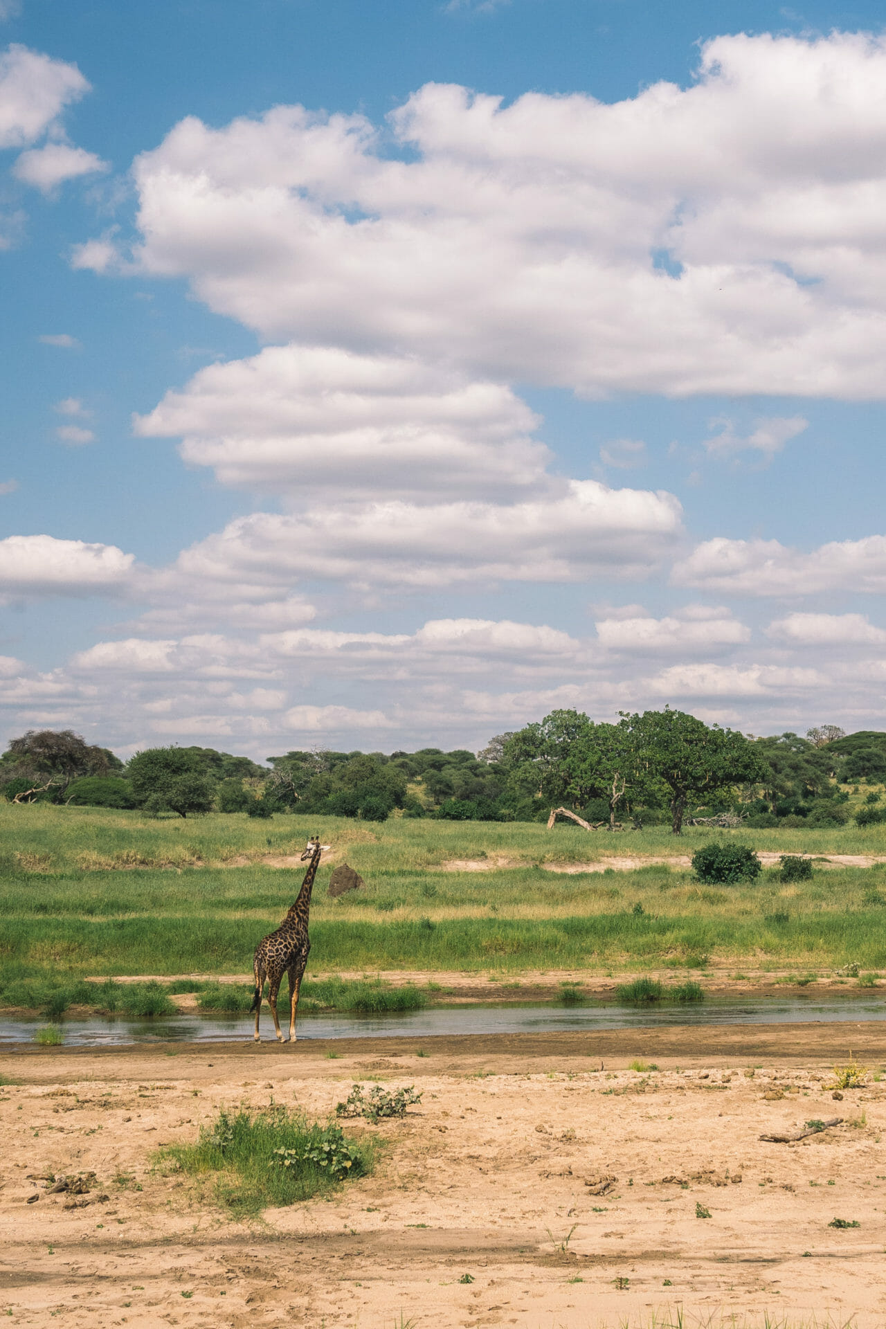 safari-tarangire-tanzanie