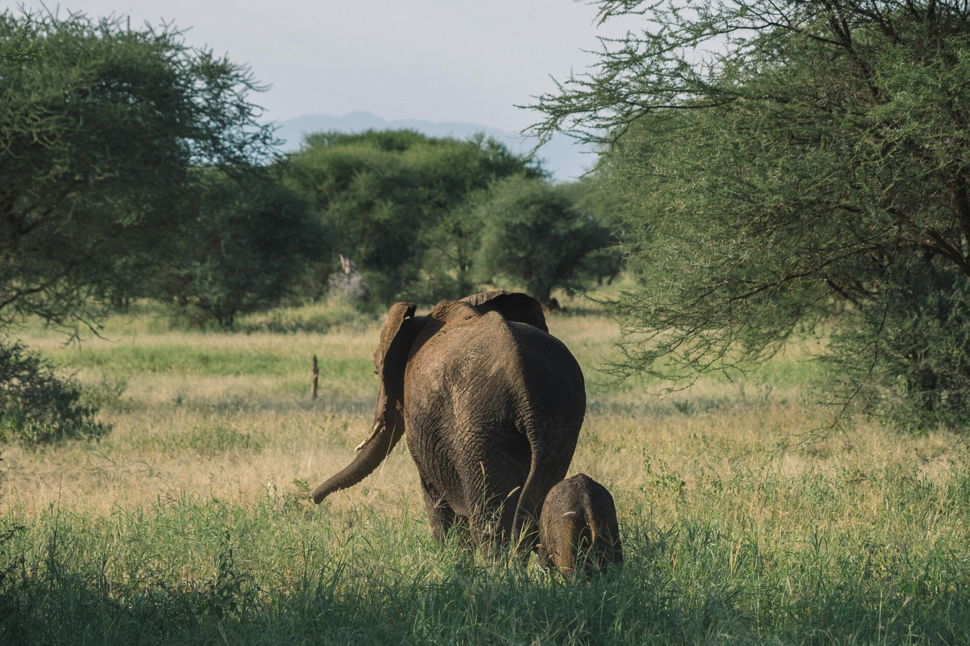 safari-tarangire-tanzanie
